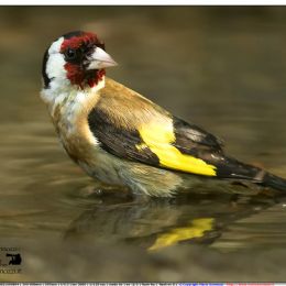 Cardellino - in piscina