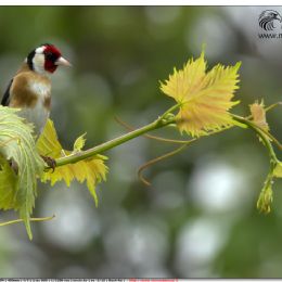 Cardellino ambientato