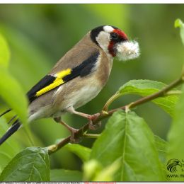 Cardellino - preparazione del nido