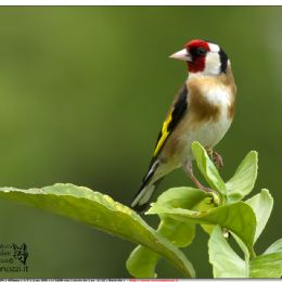 Cardellino di vedetta