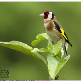 Cardellino di vedetta