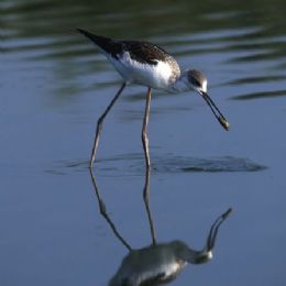 Cavaliere d'Italia con pesce