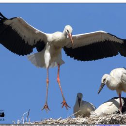 Cicogna bianca...arrivo al nido 2