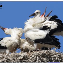 Cicogna bianca..festeggiamenti