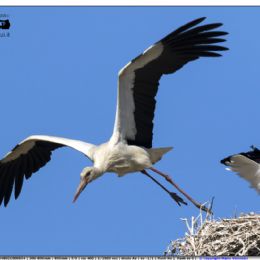 Cicogna bianca....stacco