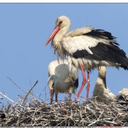 Cicogna bianca - sul nido con i pulli