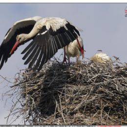 Cicogna bianca in partenza