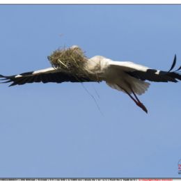 Cicogna bianca in planata con il cibo