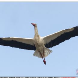 Cicogna bianca in planata