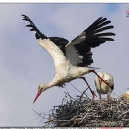 Cicogna bianca...lo stacco