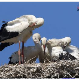 Cicogna bianca...toilette