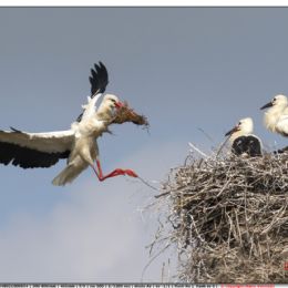 Cicogna bianca ia arrivo con il cibo