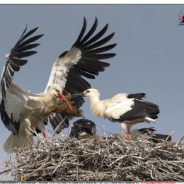Cicogna al nido con il cibo