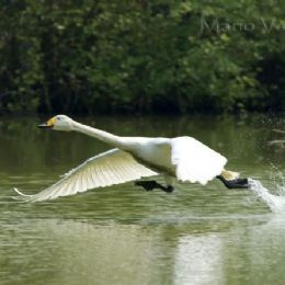 Cigno selvatico - decollo