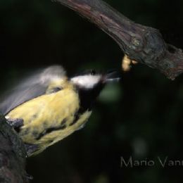 Cinciallegra_agguato