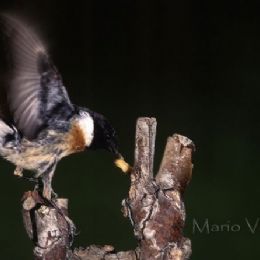 Cinciallegra_agguato2