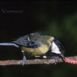 Cinciallegra_con_preda