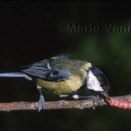 Cinciallegra con preda