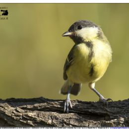 Cinciallegra giovane - profilo.