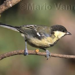 Cinciallegra giovane