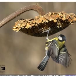 Cinciallegra - attacco al girasole
