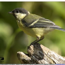 Cinciallegra giovane - primi voli.