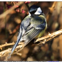 Cinciallegra toilette