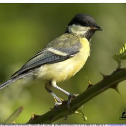 Cinciallegra giovane.