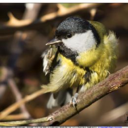 Cinciallegra toilette