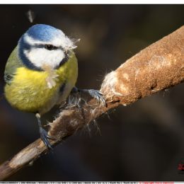 Cinciarella...maldestra.