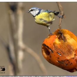Cinciarella su cachi