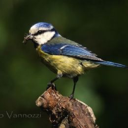 Cinciarella con insetto