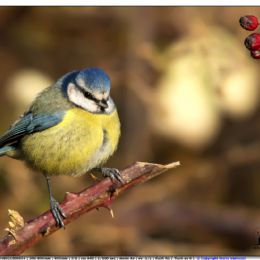Cinciarella....freddo.