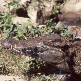 Coccodrillo