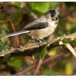 Codibugnolo sospettoso