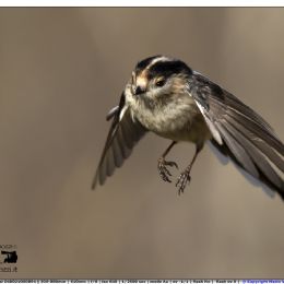 Codibugnolo di passaggio