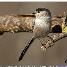 Codibugnolo -profilo