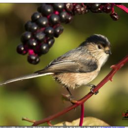 Codibugnolo con bacche di fitolacca
