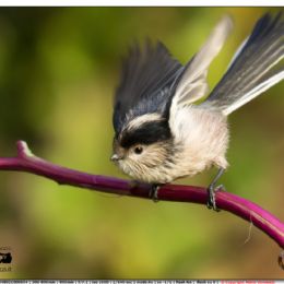 Codibugnolo in partenza