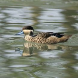 Codone delle bahamas