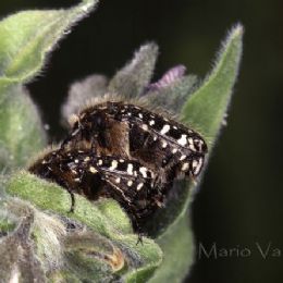 Coleotteri in accoppiamento