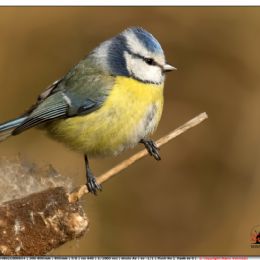 Cinciarella su biodolo