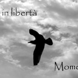 Controluce (gabbiano reale)