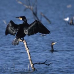 Cormorani
