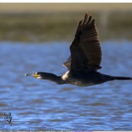 cormorano