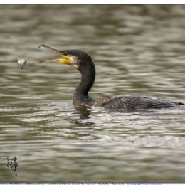 cormorano