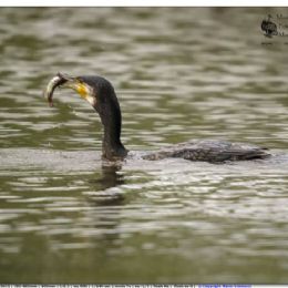 cormorano