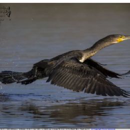 cormorano