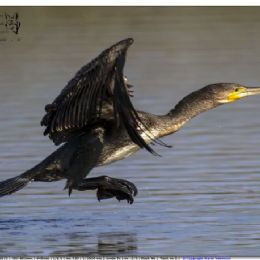 cormorano