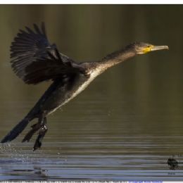 cormorano